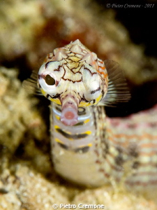 Winking pipefish by Pietro Cremone 